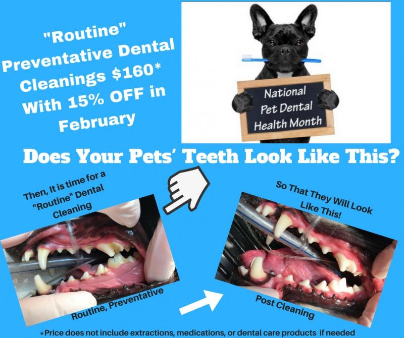 Vale Veterinary Hospital, PLLC Home